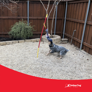 Medium Tether Tug Outdoor Dog Tug Toy for under 70 Dogs