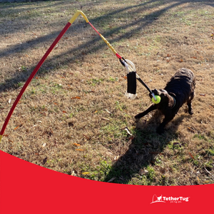 Tether tug outdoor dog toy hot sale