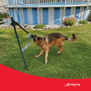 Diy tether shop tug dog toy