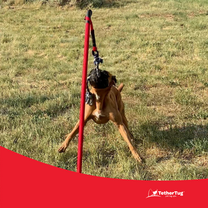 Knotted Rope Tug Toy Outdoor Activity Toys for Dogs Tether Tug