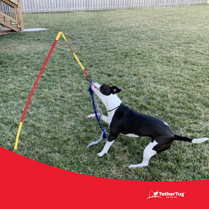 Tether tug outdoor dog toy best sale