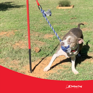 Tether rope for sales dogs