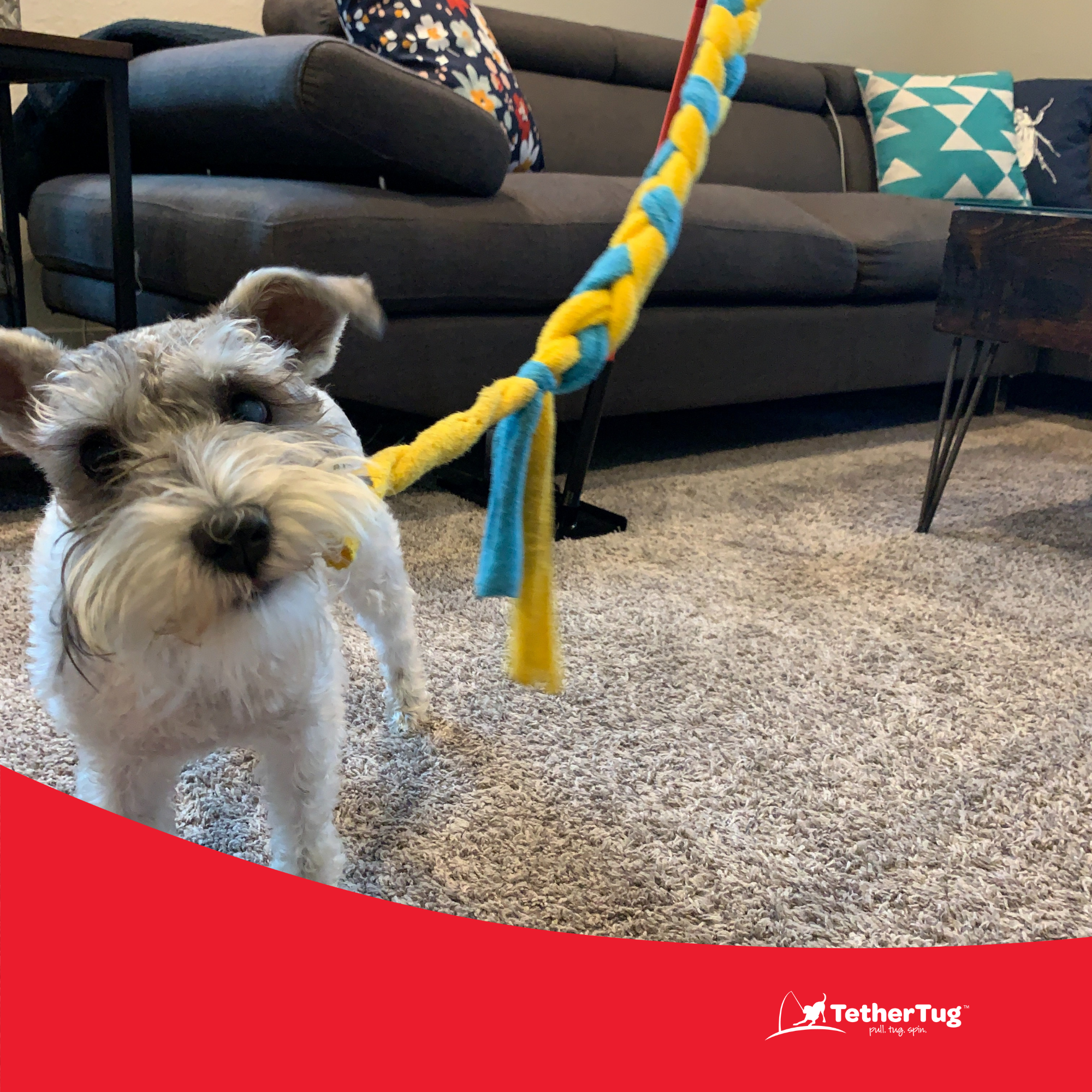 Tether tug indoor dog toy best sale