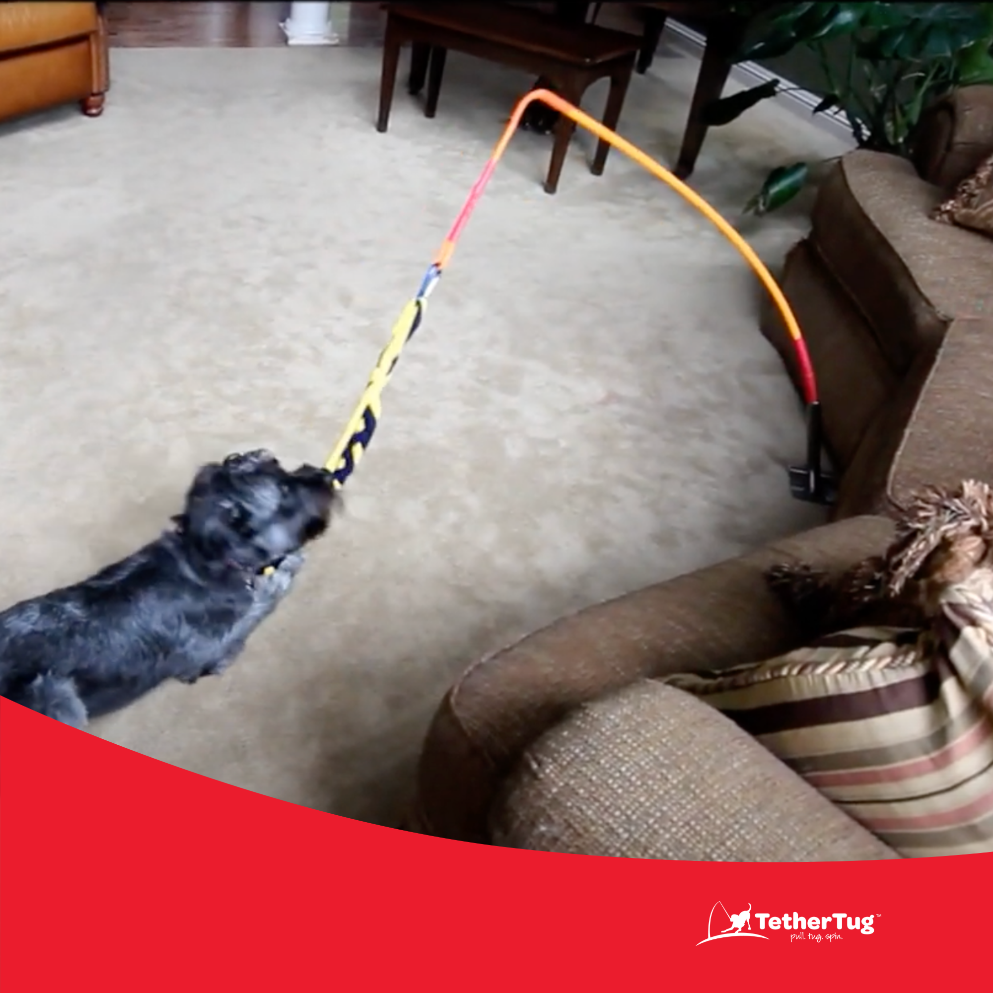 Tether tug indoor dog toy deals