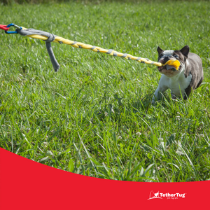 Fun, Interactive Dog Toy for Small Dogs Puppies – Tether Tug