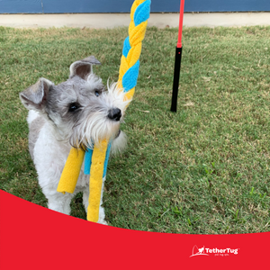 Tether tug sales dog toy uk
