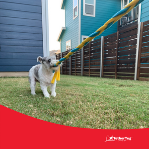 Outdoor toys for dogs sales