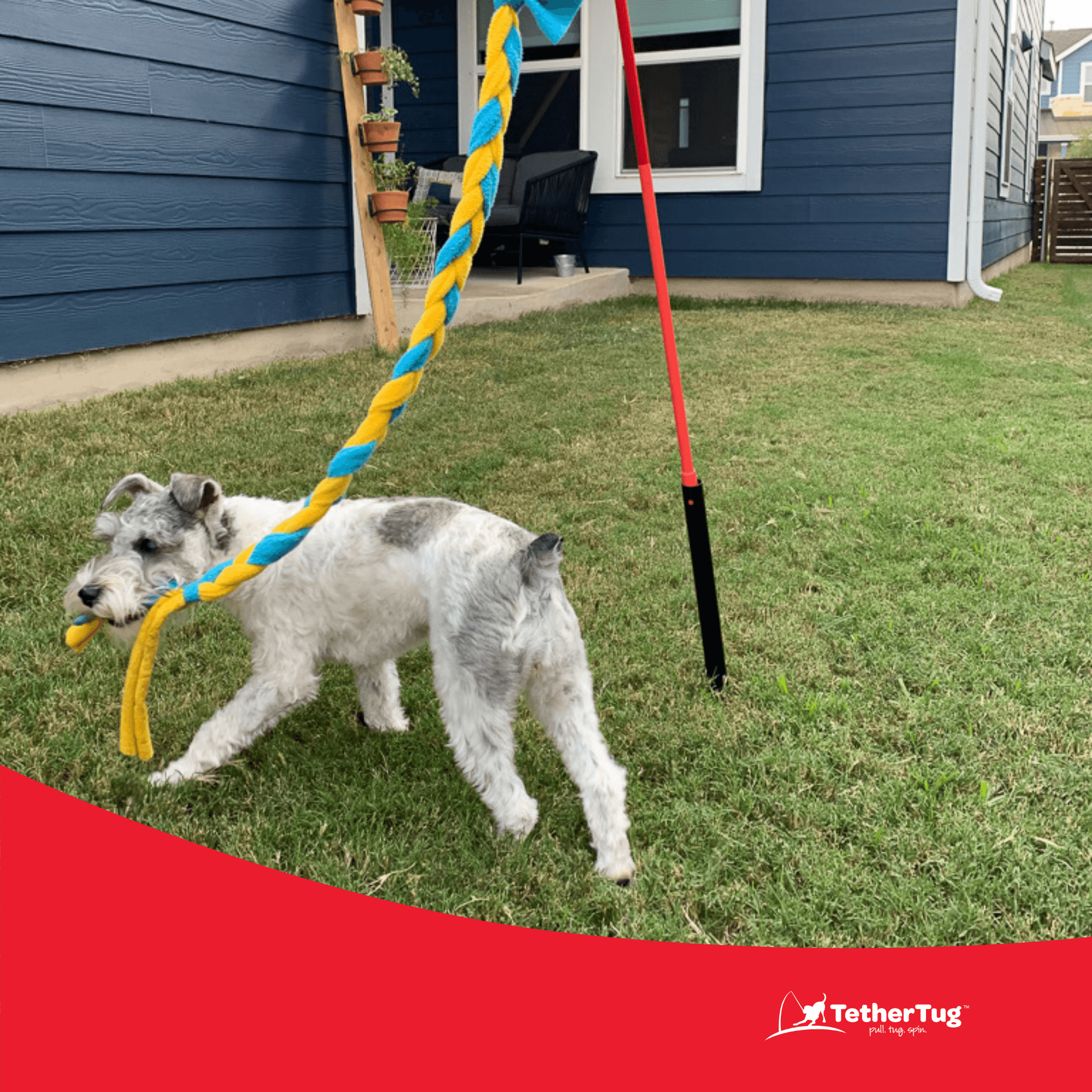SMALL Outdoor Indoor Tether Tug for Dogs Under 35 lbs