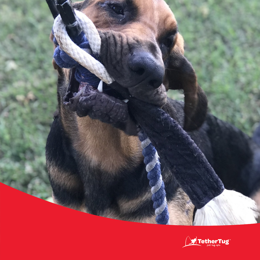 Bite Tug Dog Toy Outdoor Interactive Dog Toys Tether Tug