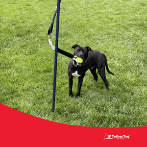 Ball Toy Plus - Tether Tug