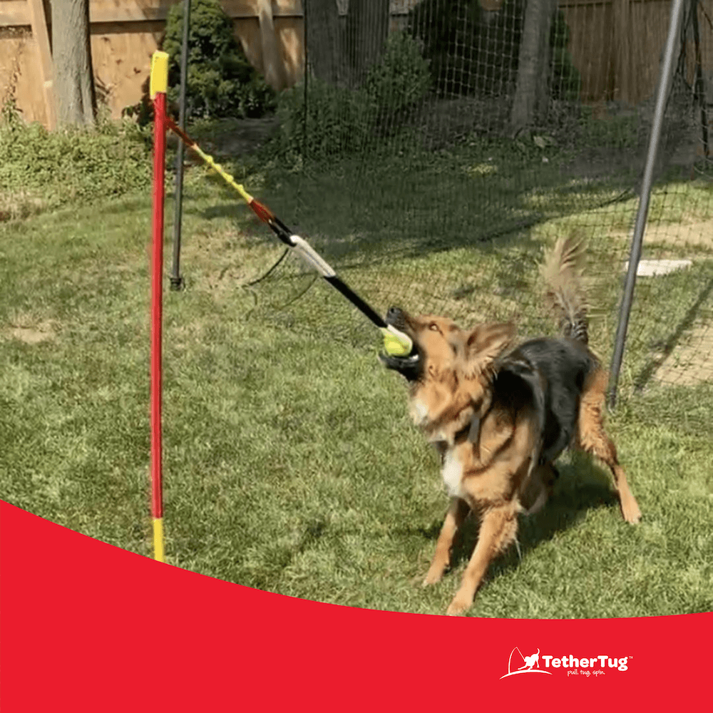 Ball Toy Plus - Tether Tug